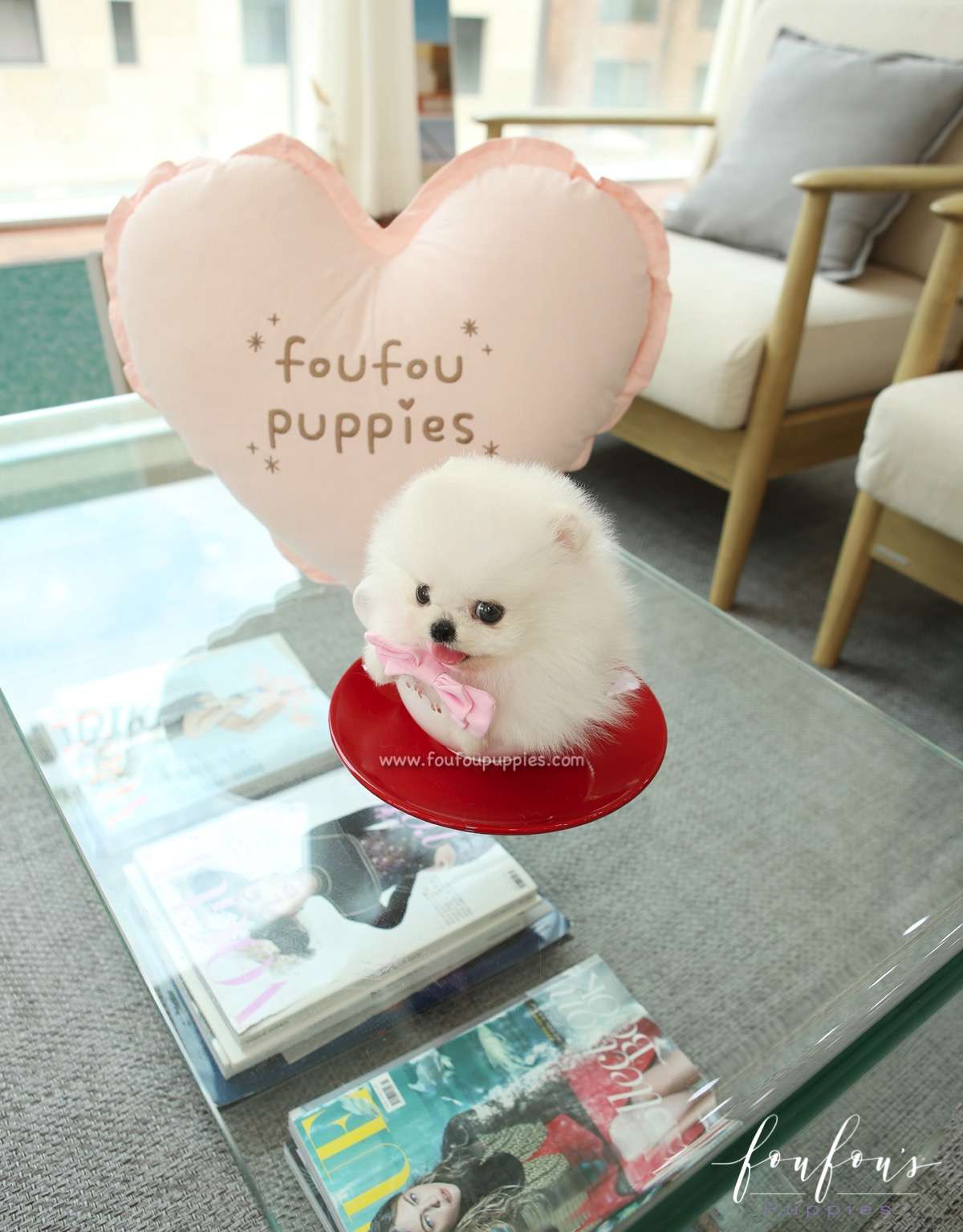 Marilou - Pomeranian F.