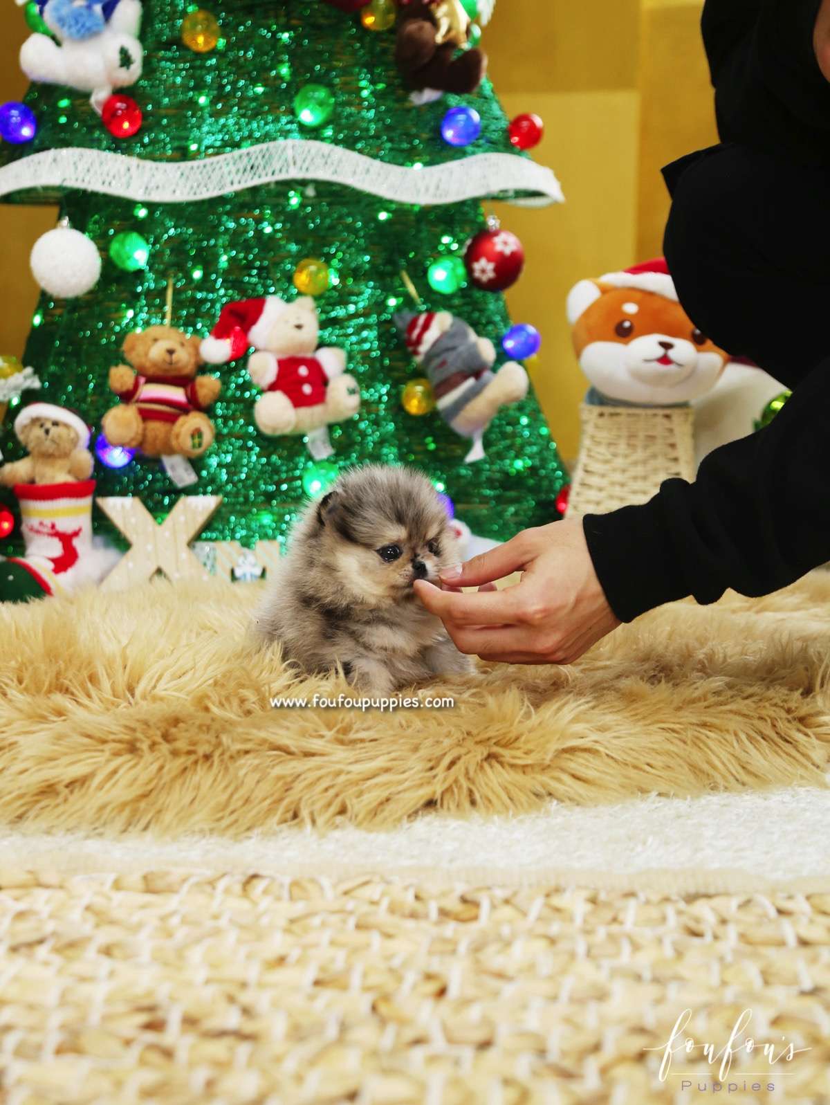 Mittens - Pomeranian F.
