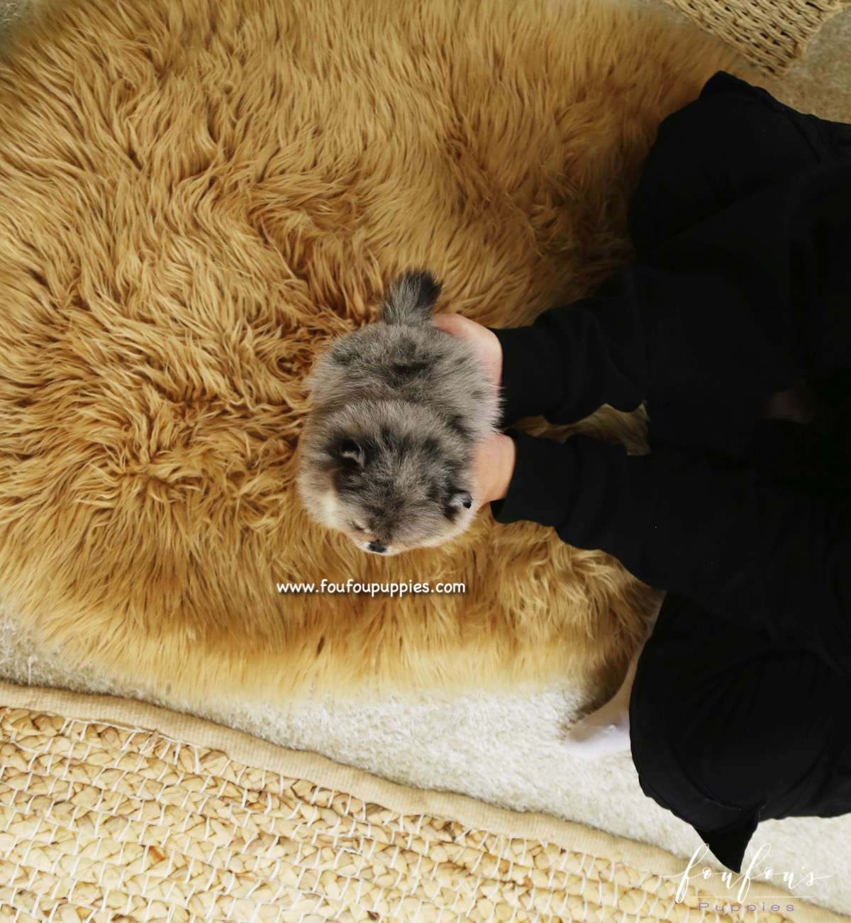 Mittens - Pomeranian F.