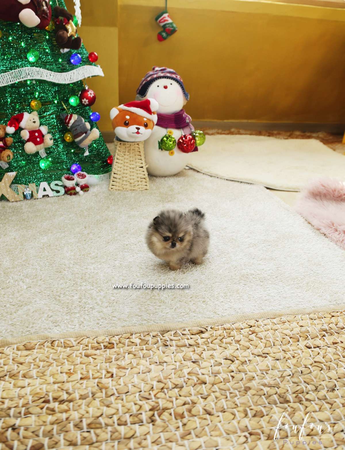 Mittens - Pomeranian F.