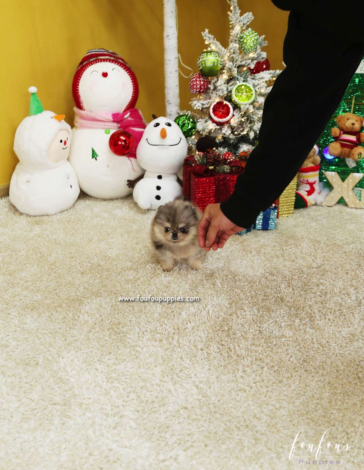 Mittens - Pomeranian F.