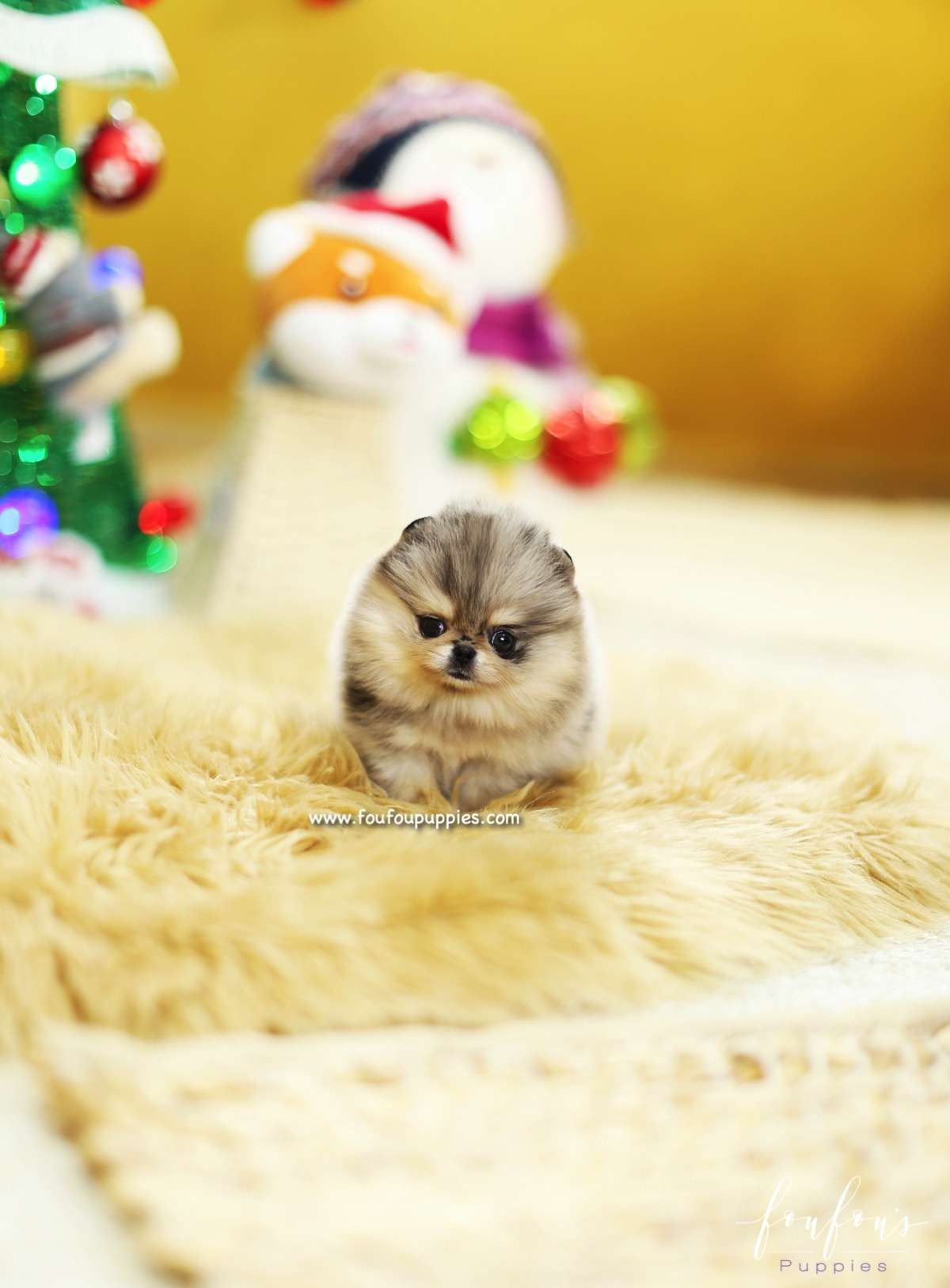 Mittens - Pomeranian F.