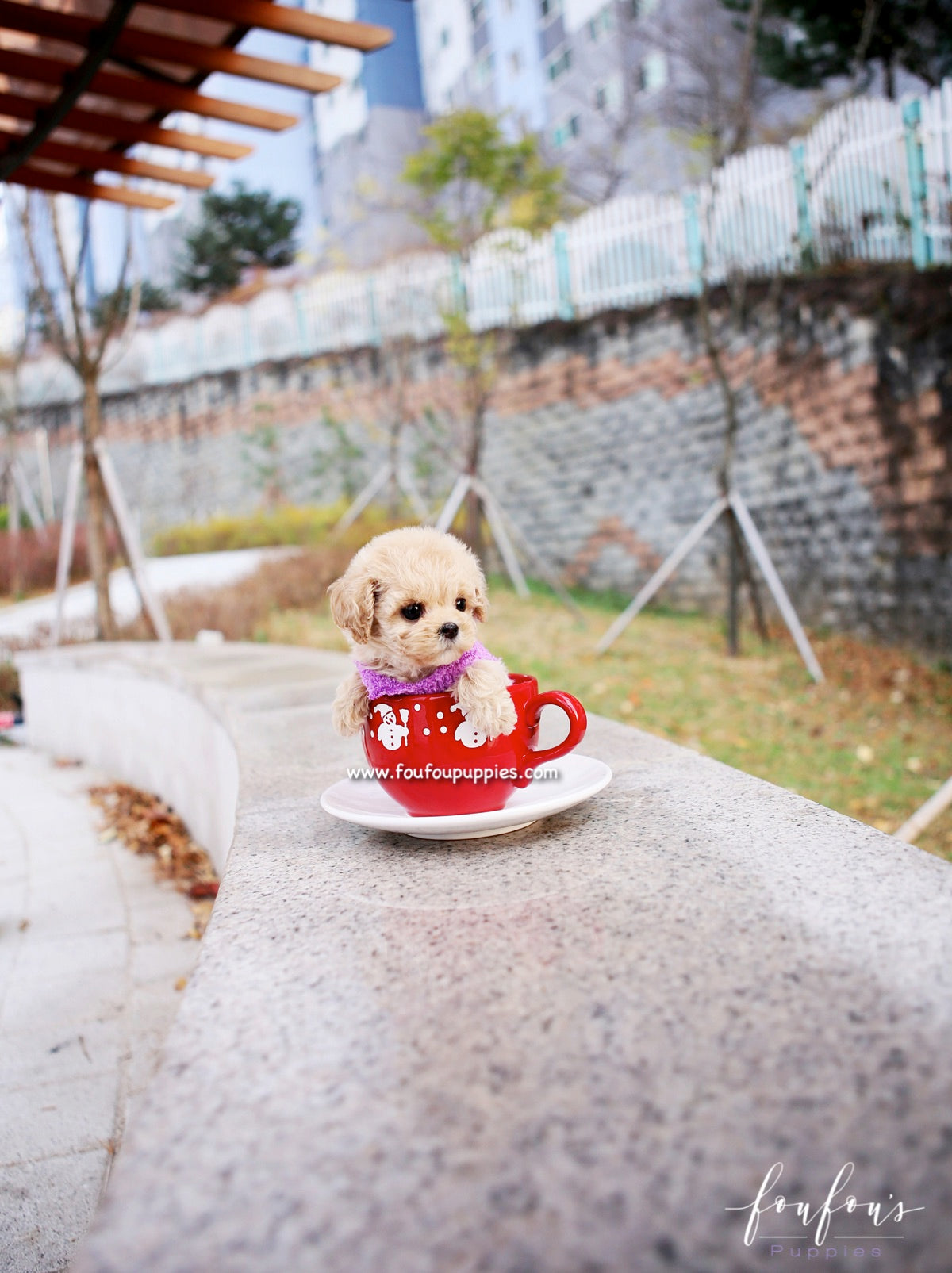 Mitzi - Maltipoo F.