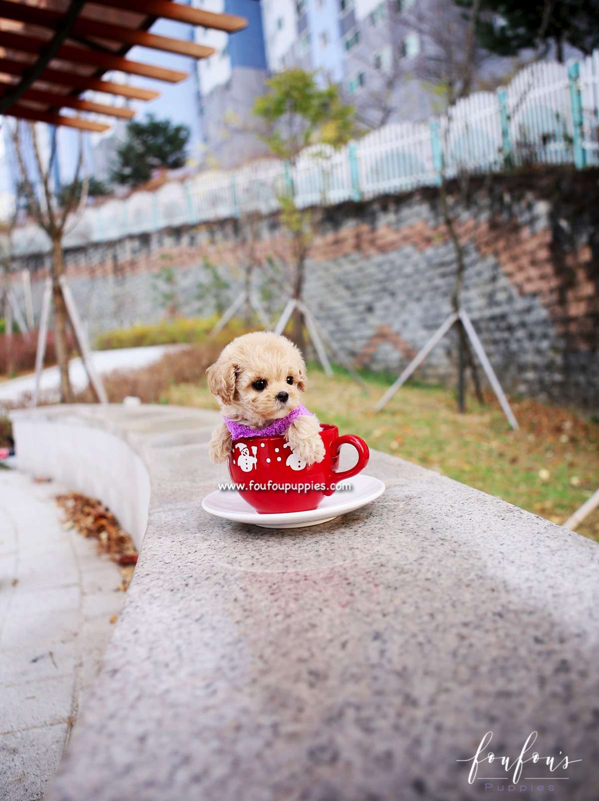 Mitzi - Maltipoo F.