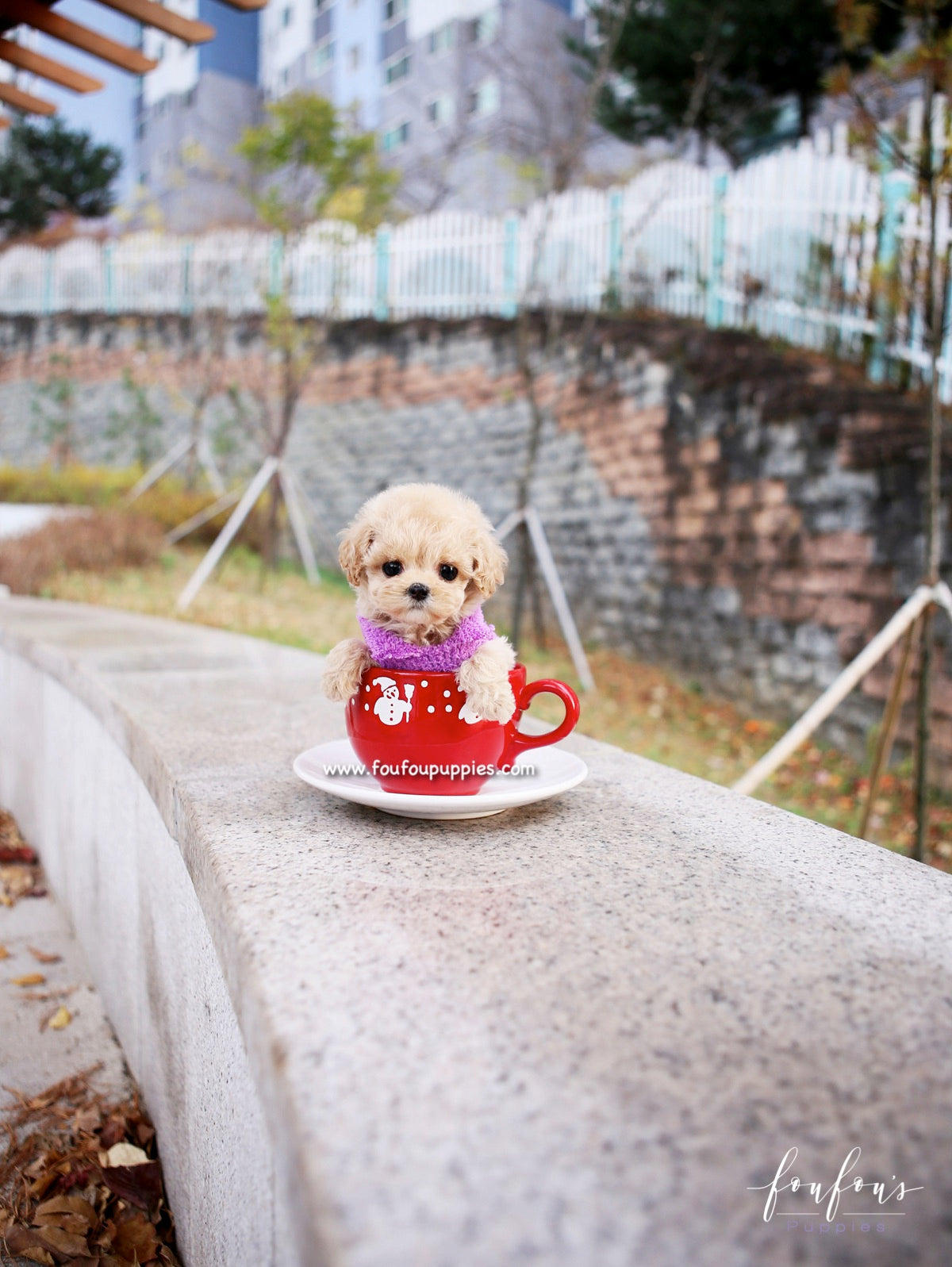 Mitzi - Maltipoo F.