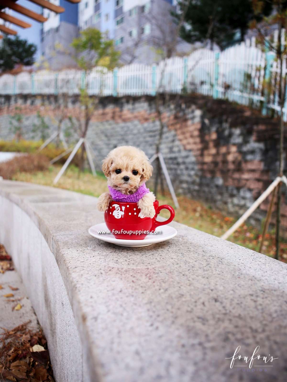 Mitzi - Maltipoo F.