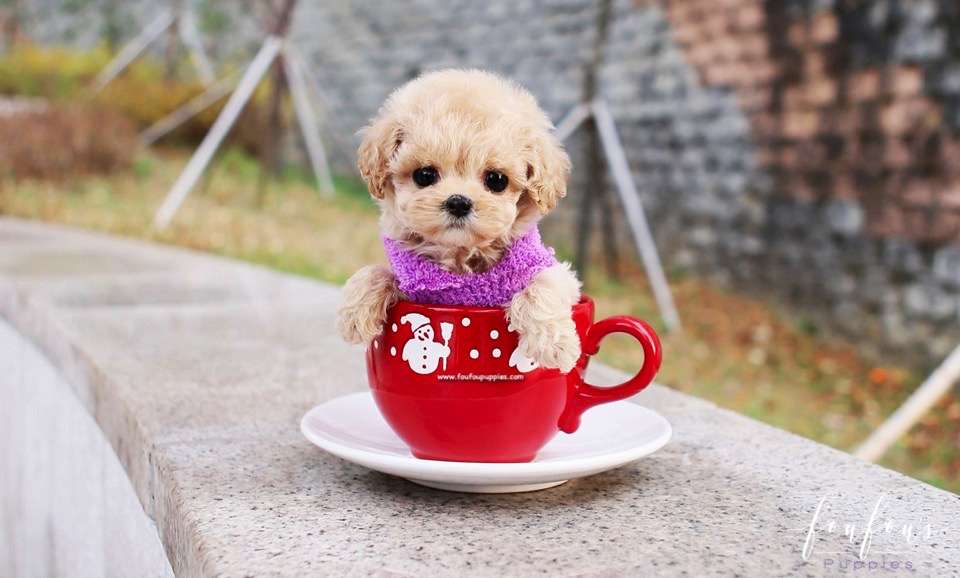 Mitzi - Maltipoo F.
