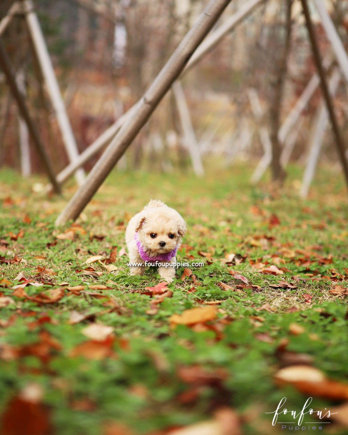Mitzi - Maltipoo F.