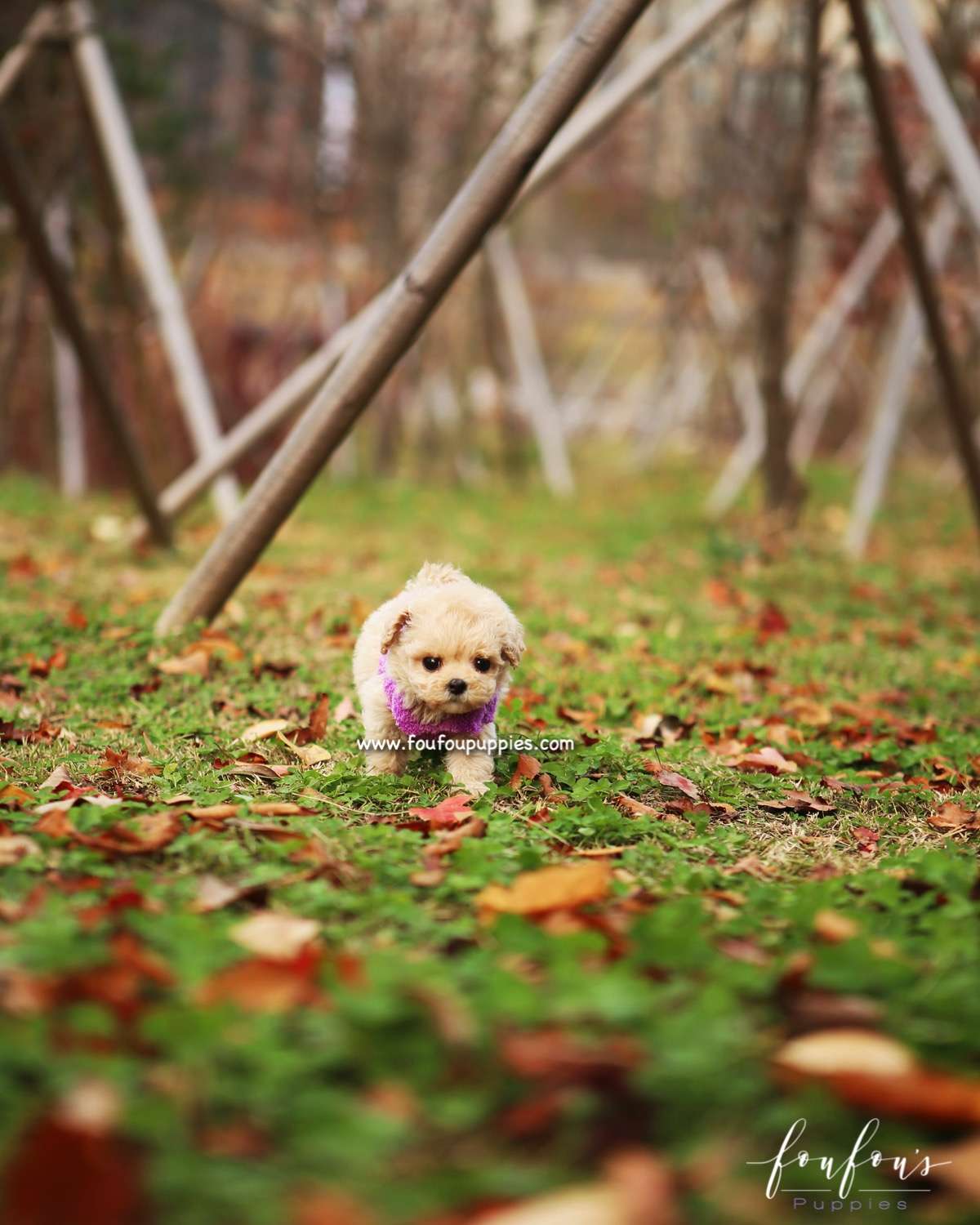Mitzi - Maltipoo F.