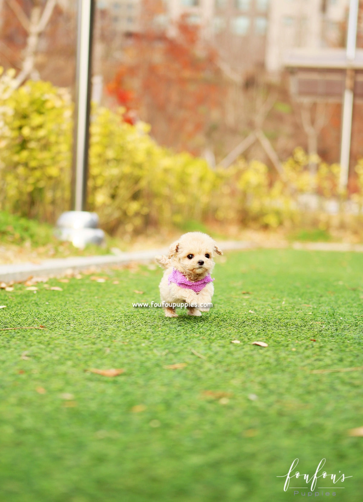 Mitzi - Maltipoo F.