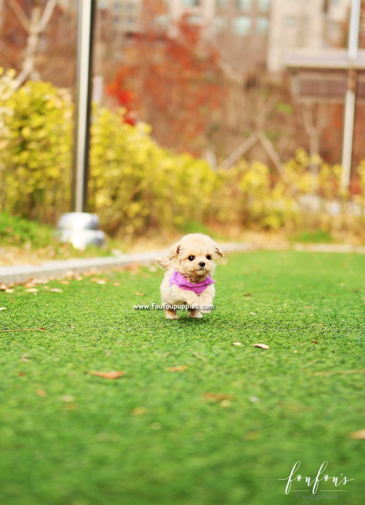 Mitzi - Maltipoo F.