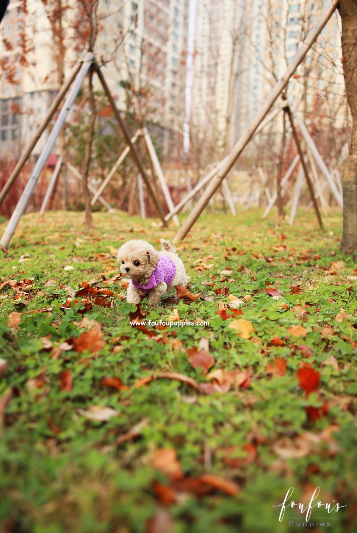 Mitzi - Maltipoo F.