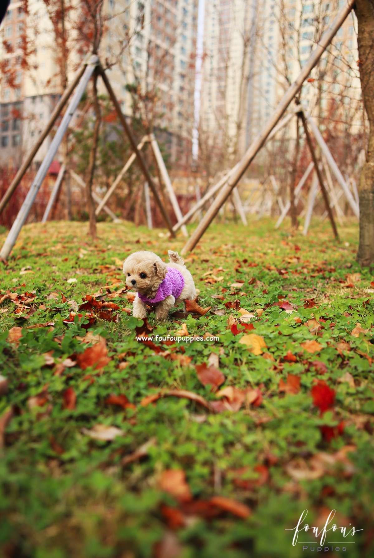 Mitzi - Maltipoo F.