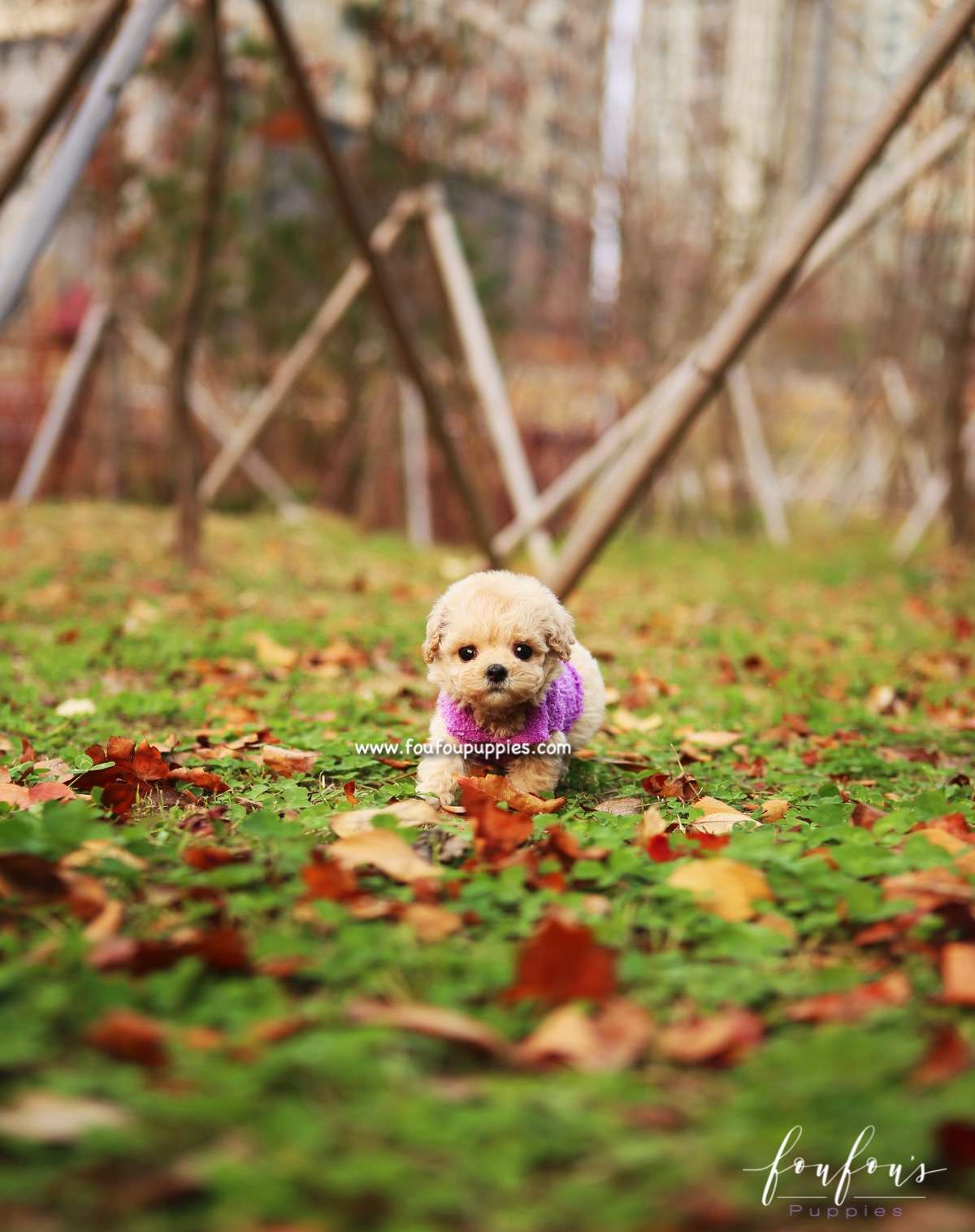 Mitzi - Maltipoo F.