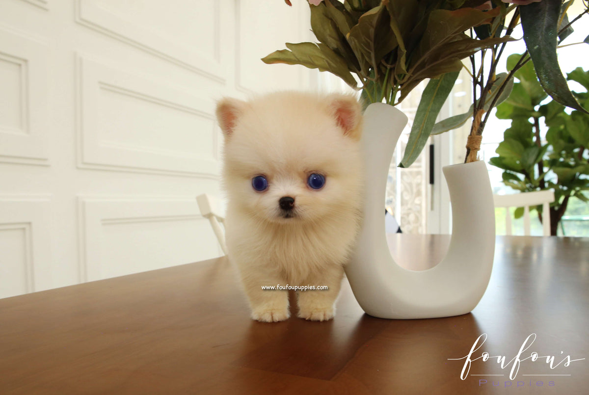Milou - Pomsky M.