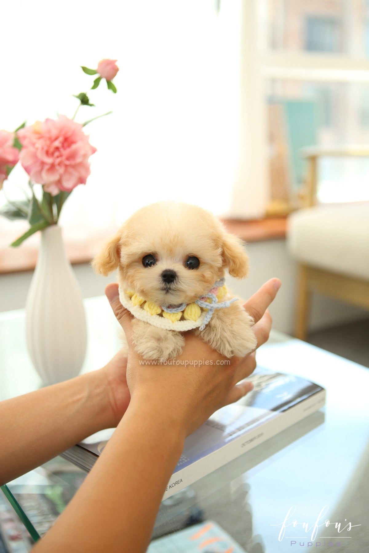 Tiana - Maltipoo F.