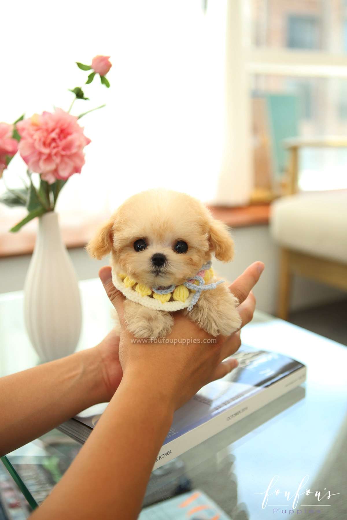 Tiana - Maltipoo F.