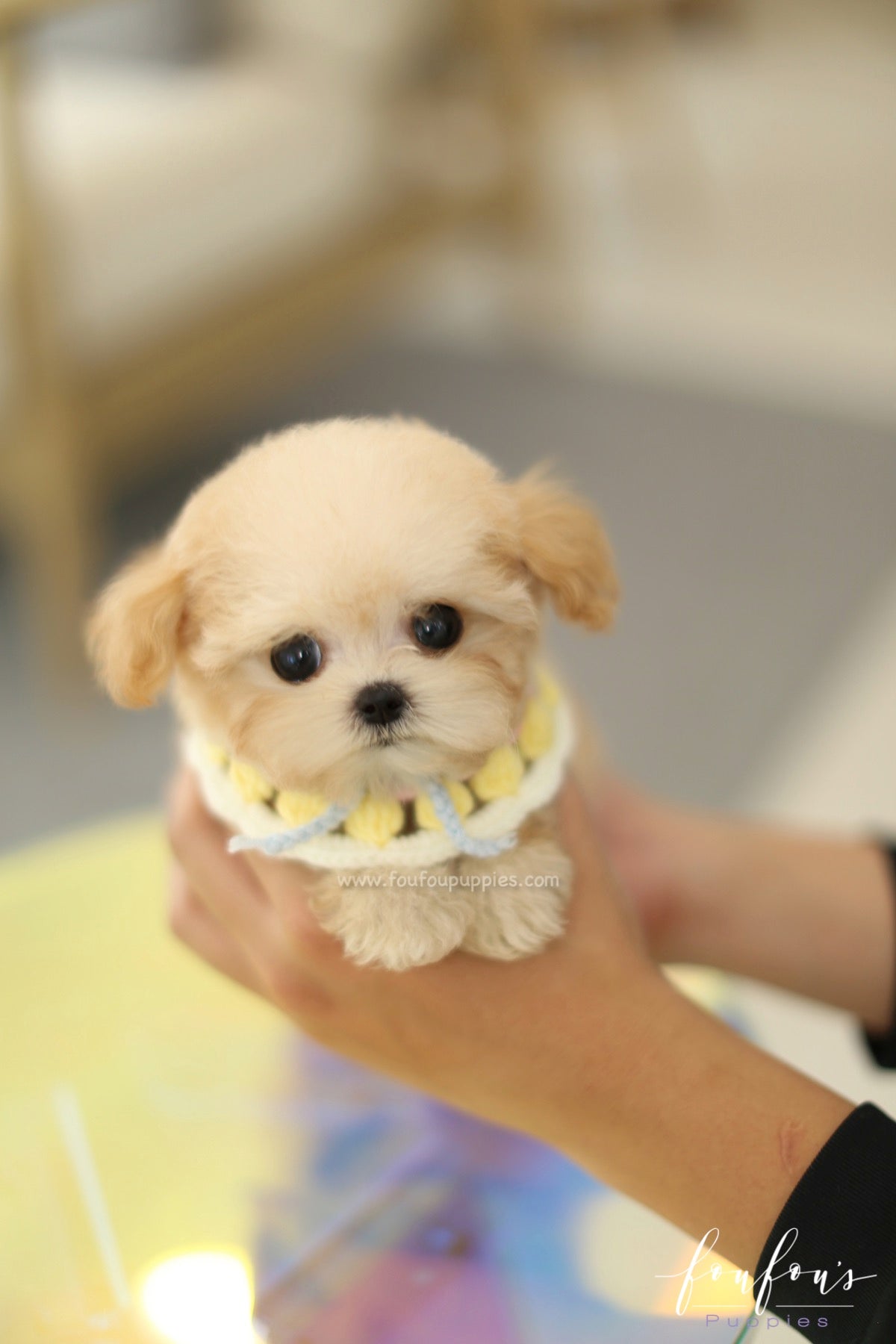 Tiana - Maltipoo F.