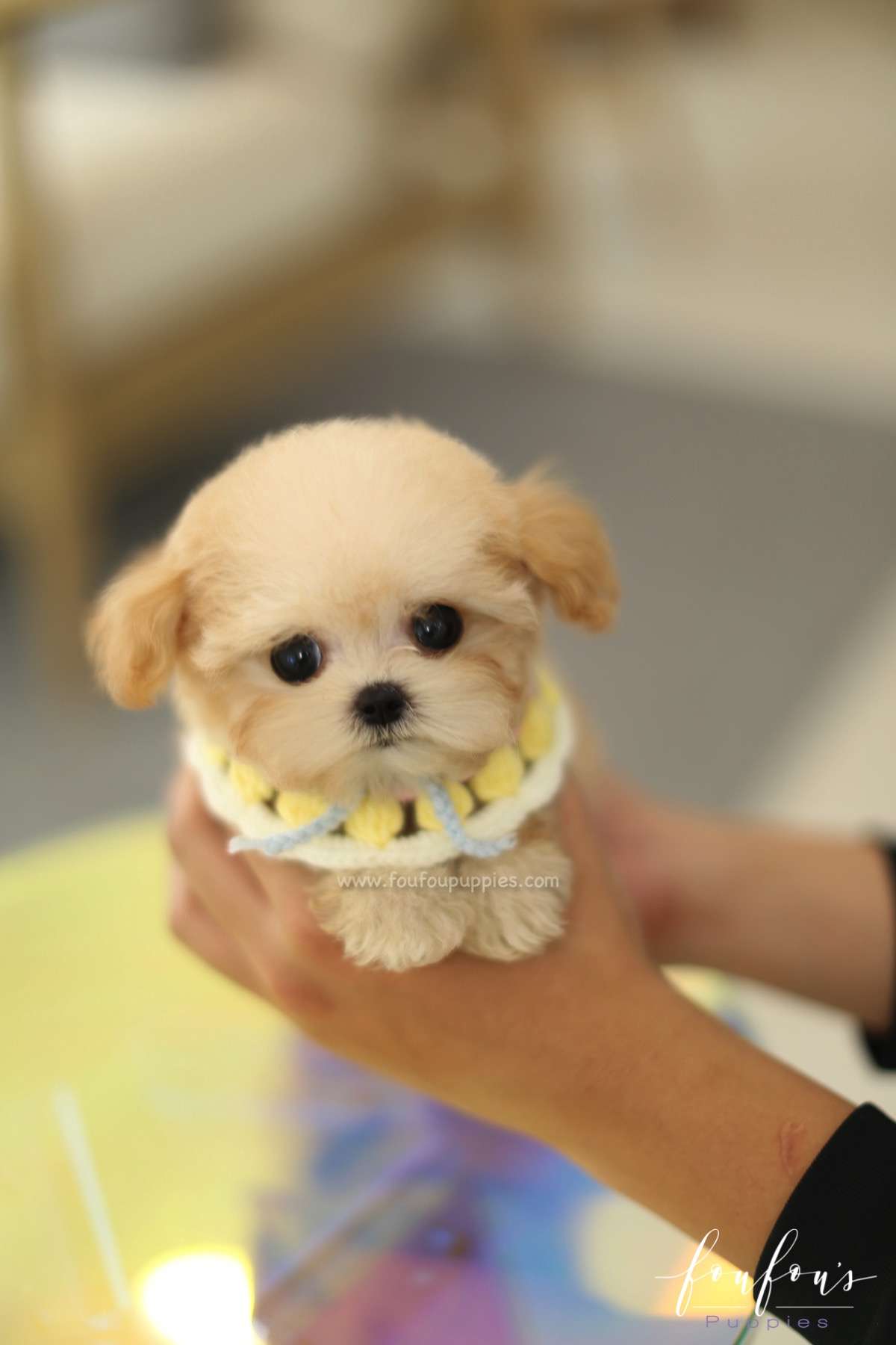 Tiana - Maltipoo F.