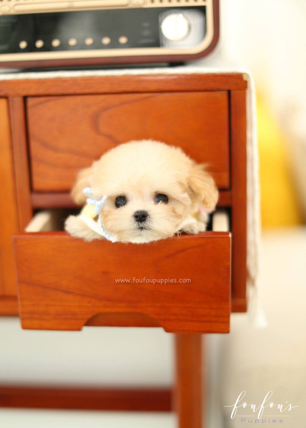 Tiana - Maltipoo F.