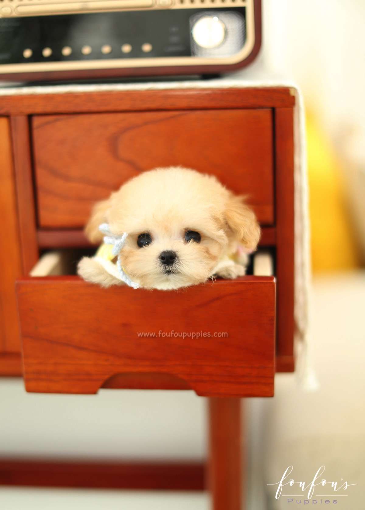 Tiana - Maltipoo F.