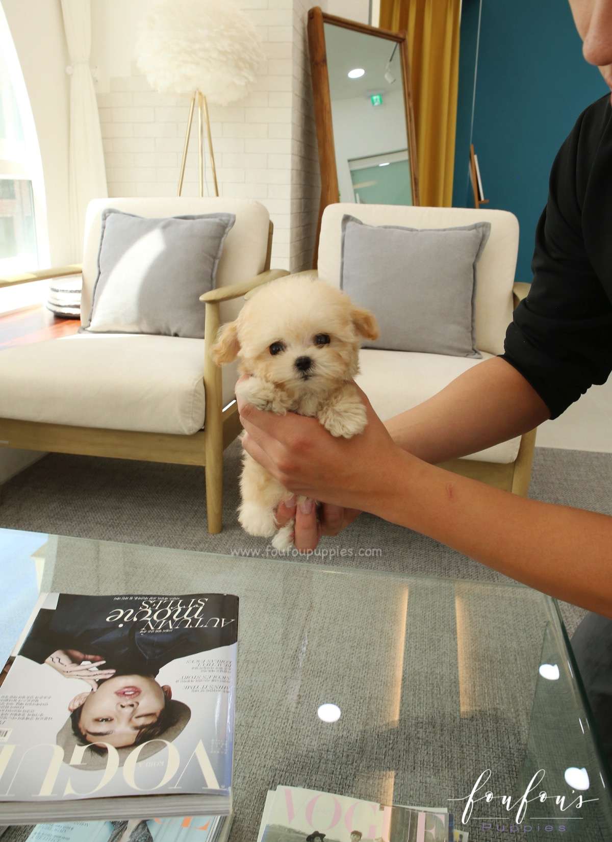 Tiana - Maltipoo F.