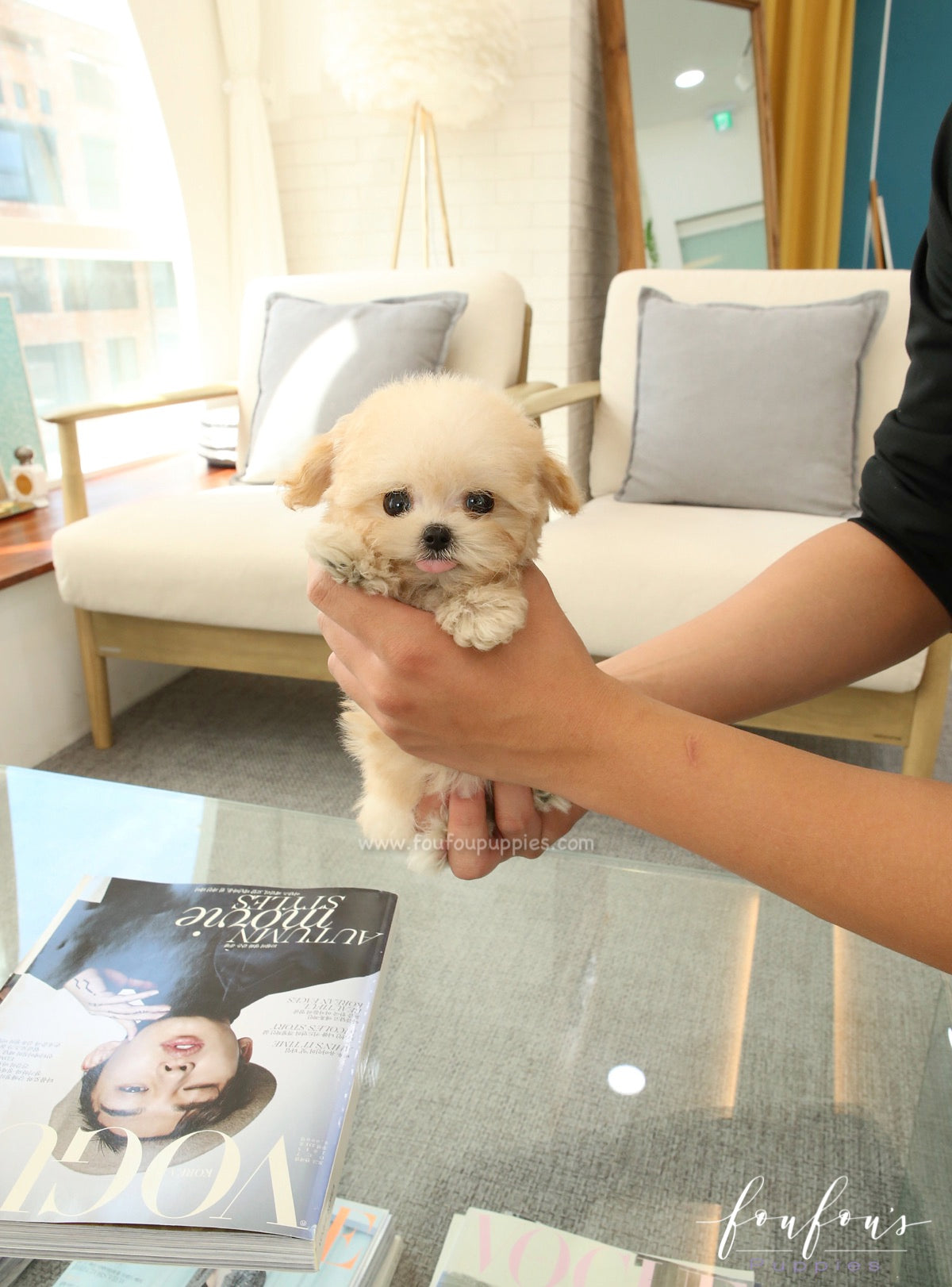 Tiana - Maltipoo F.