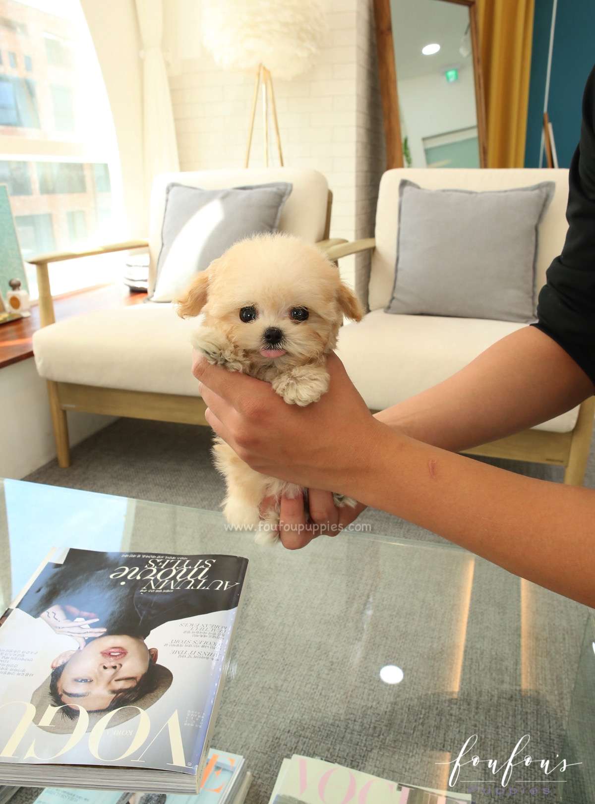 Tiana - Maltipoo F.