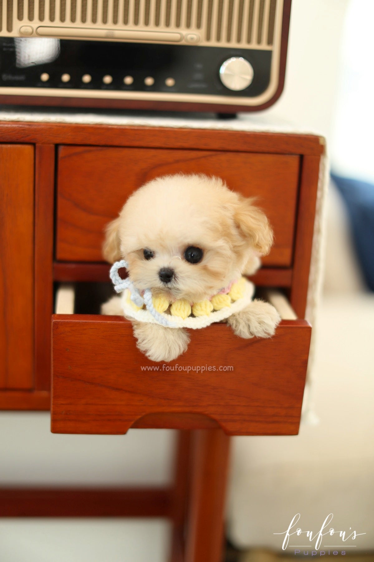 Tiana - Maltipoo F.
