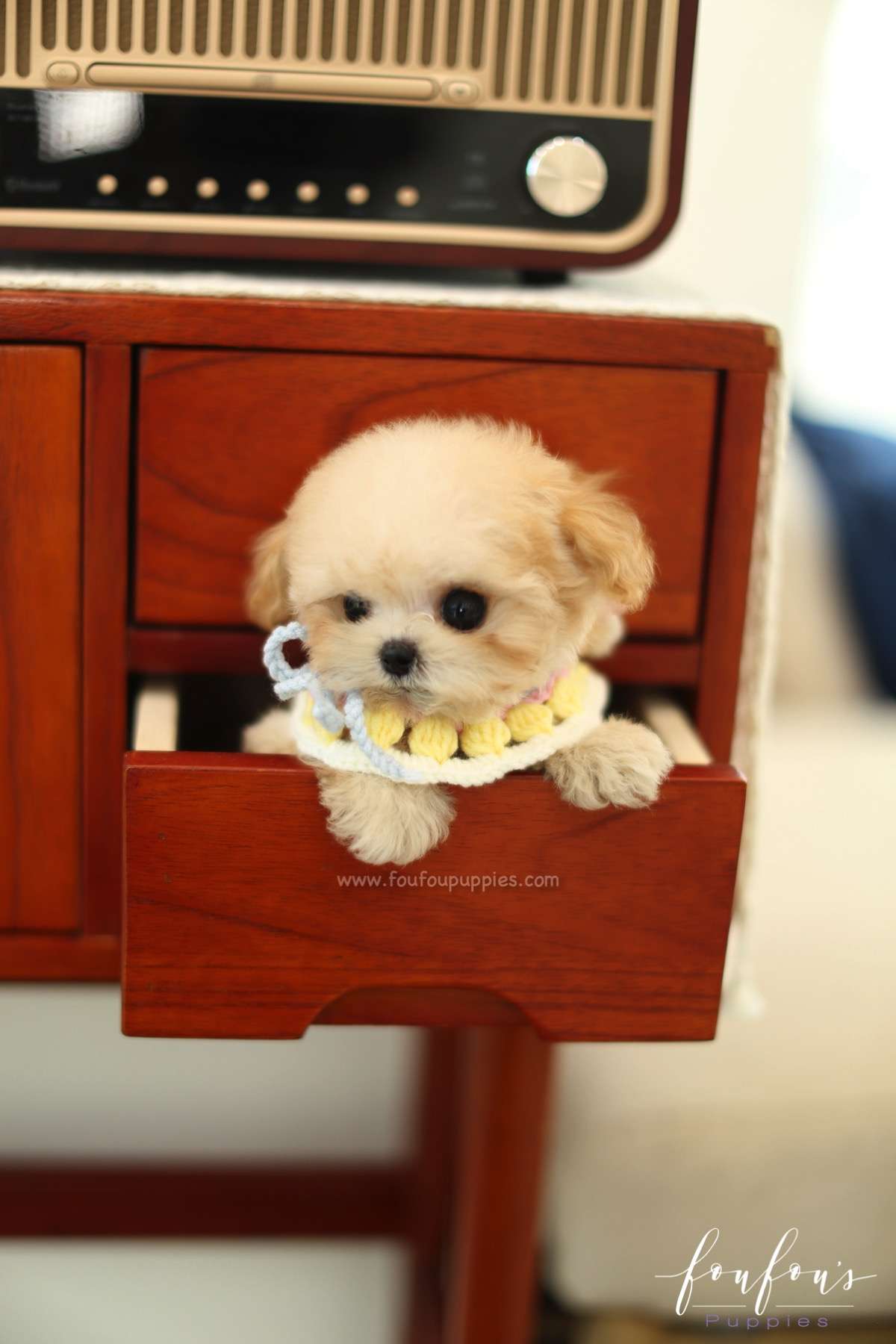 Tiana - Maltipoo F.