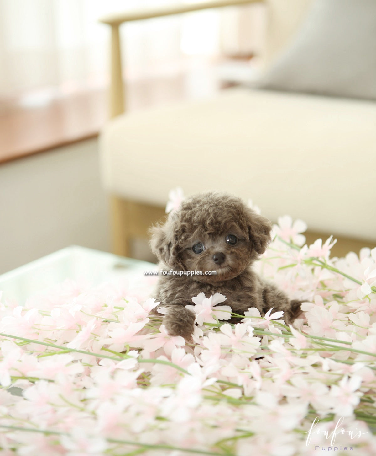 Moka - Poodle F.
