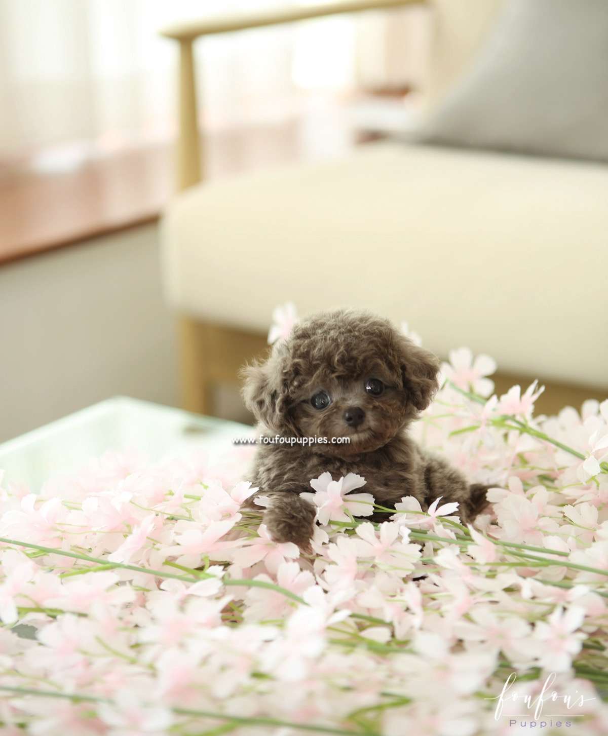 Moka - Poodle F.