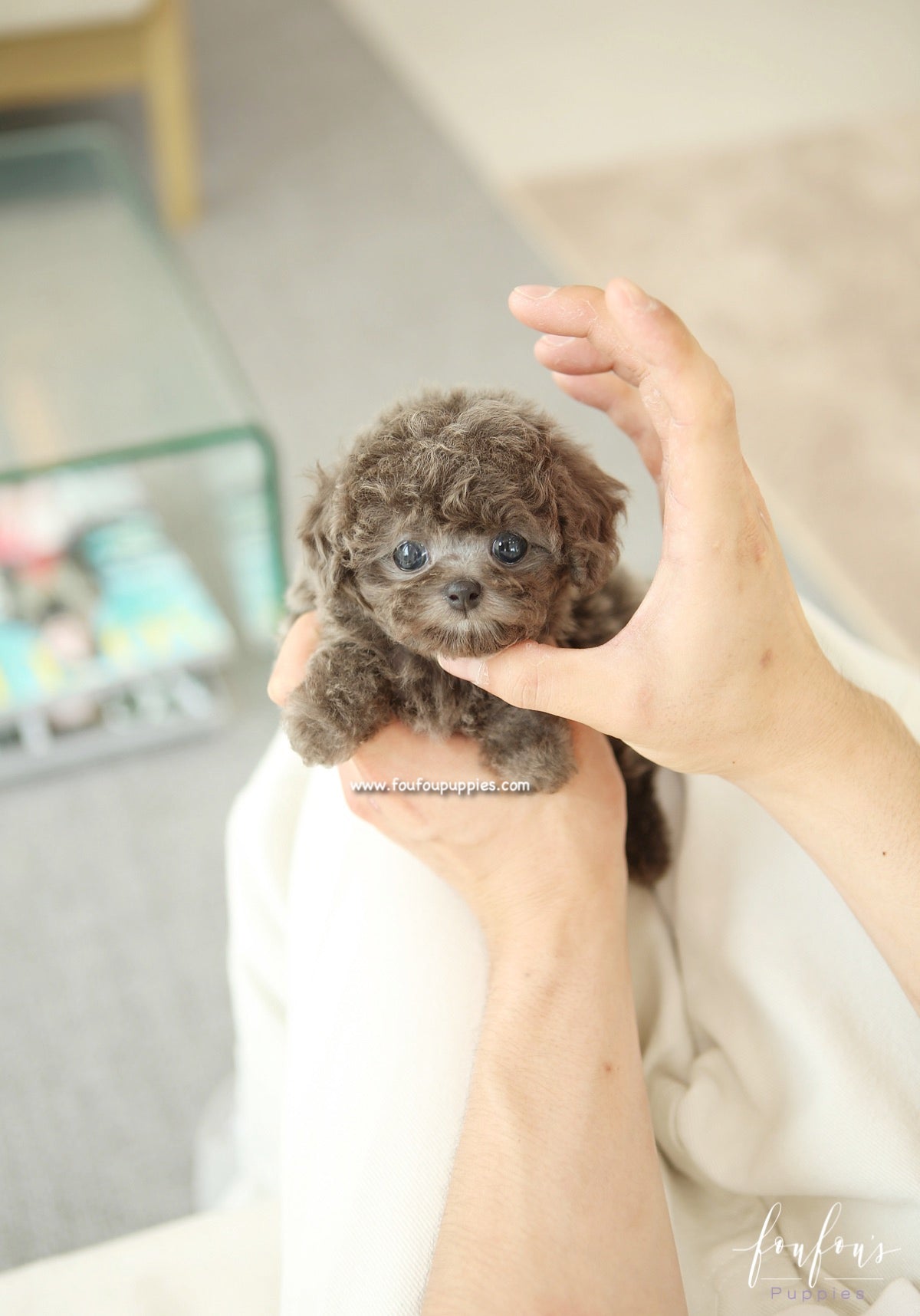 Moka - Poodle F.