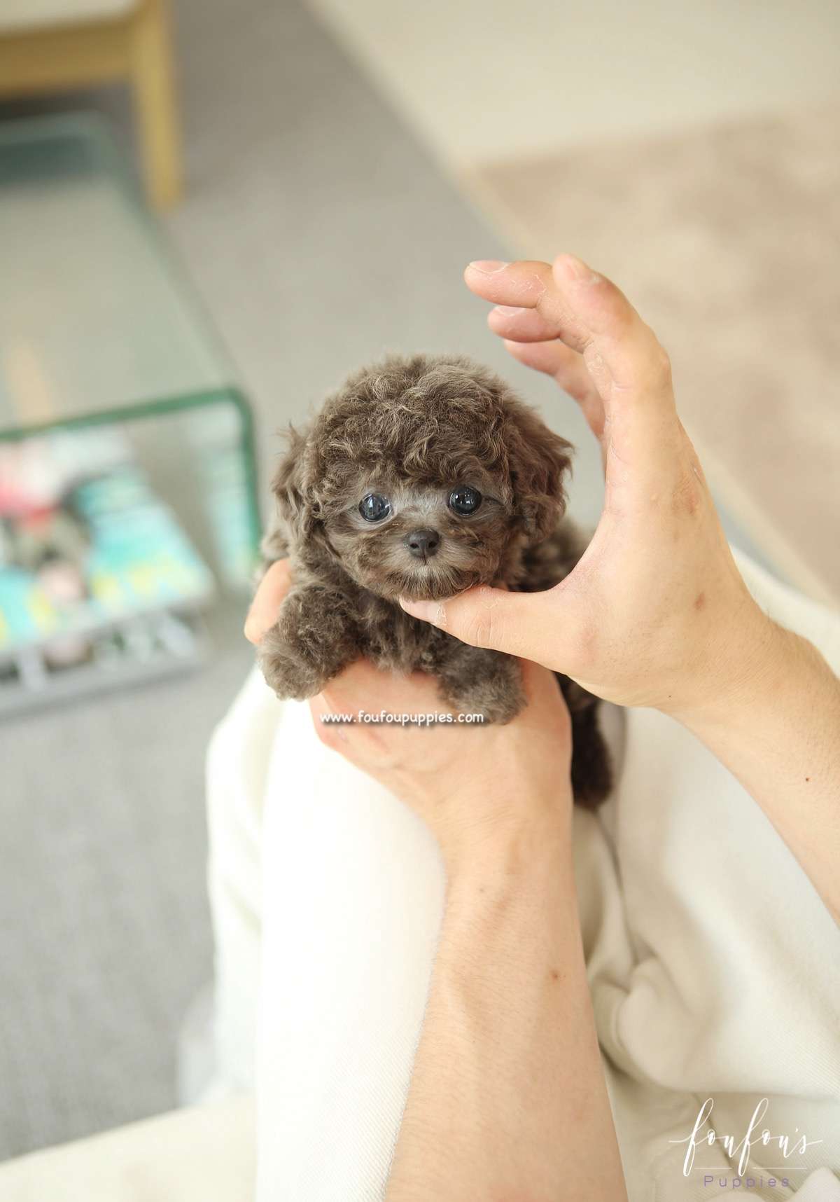 Moka - Poodle F.