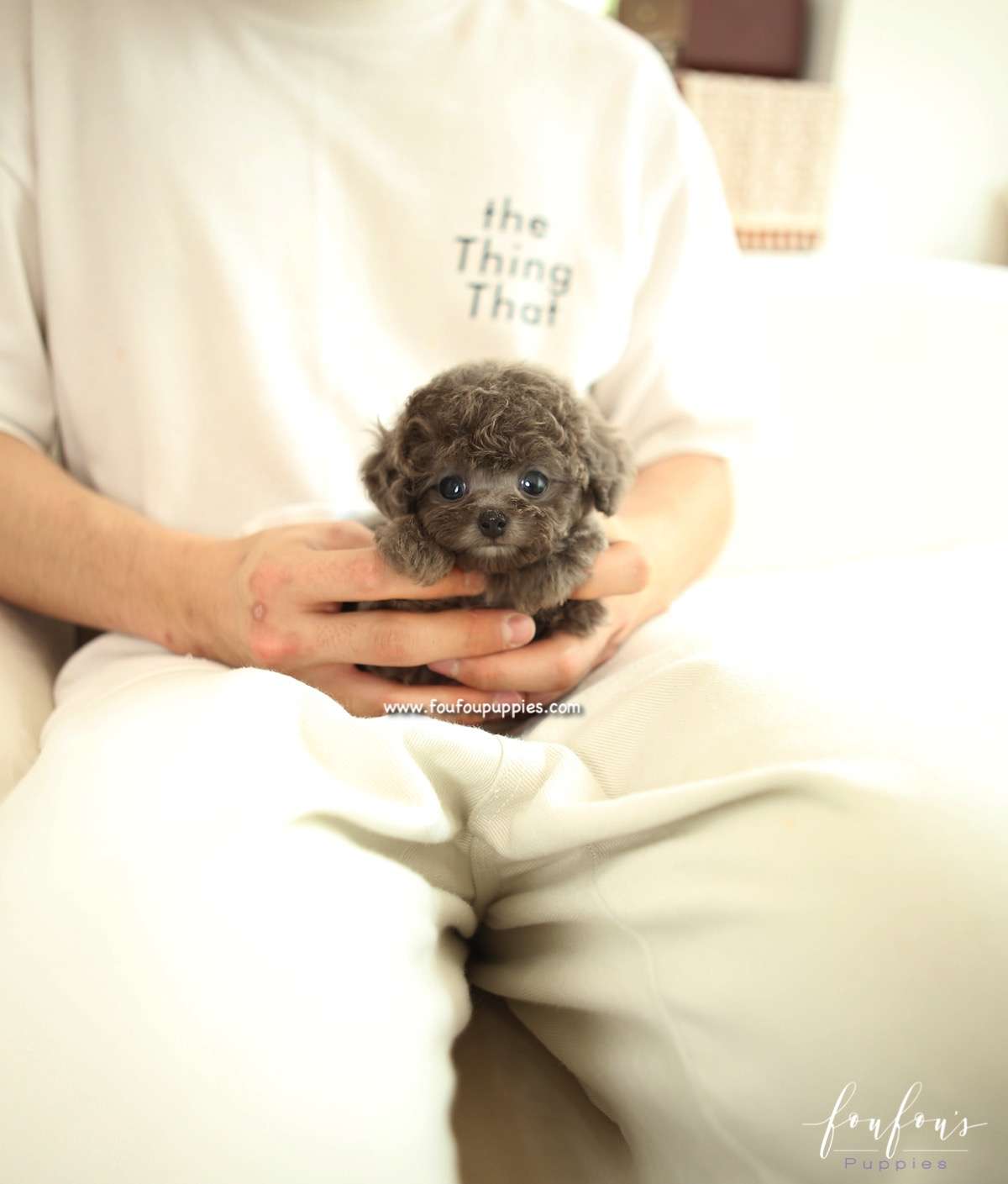 Moka - Poodle F.