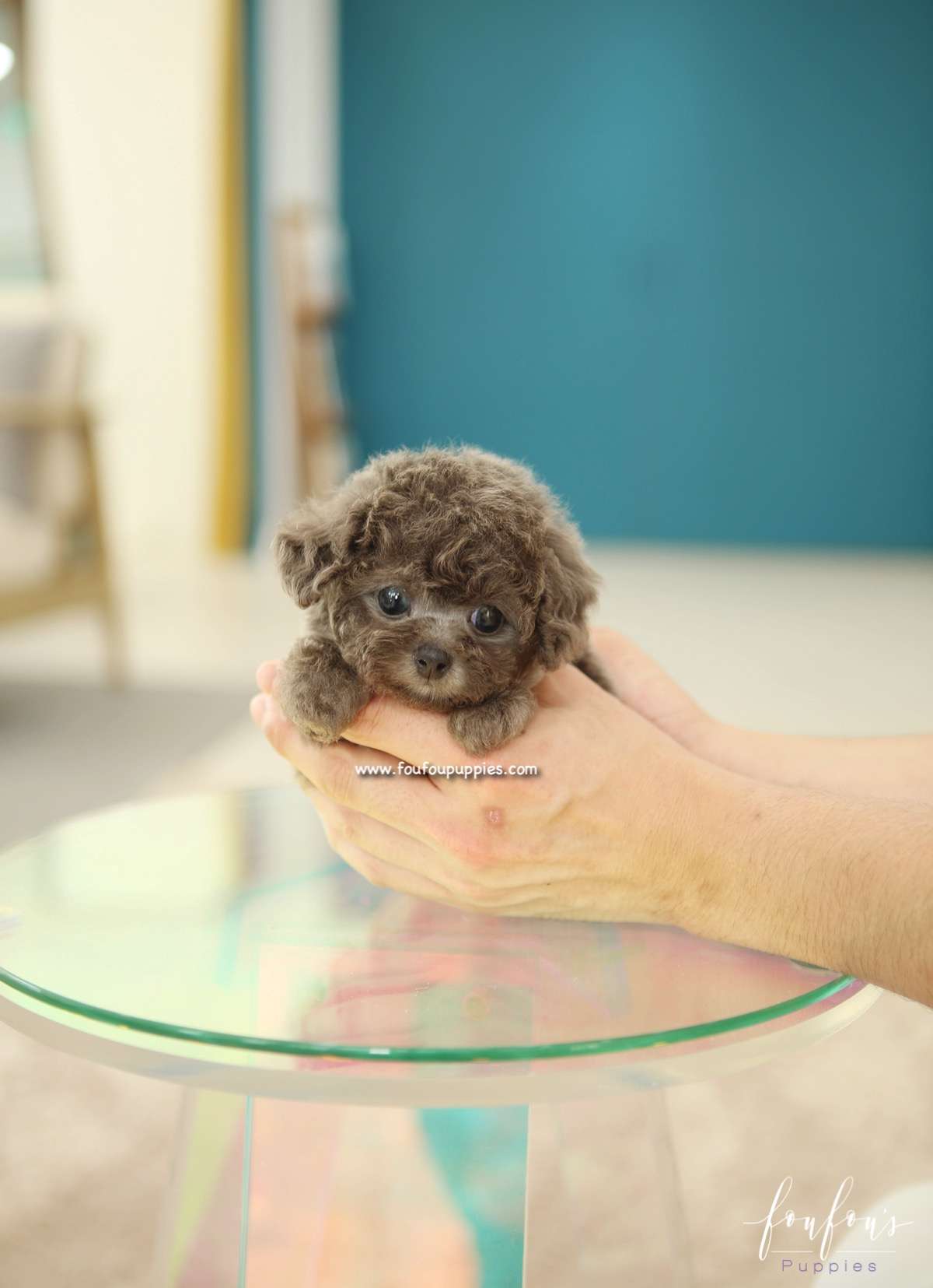 Moka - Poodle F.