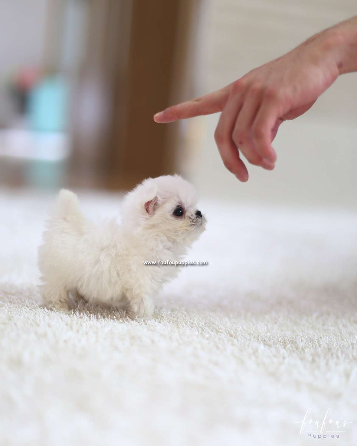 Moni - Maltese M.