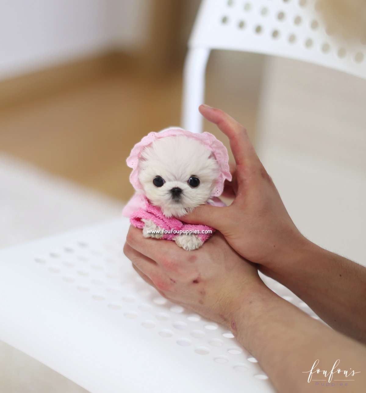 Moni - Maltese M.