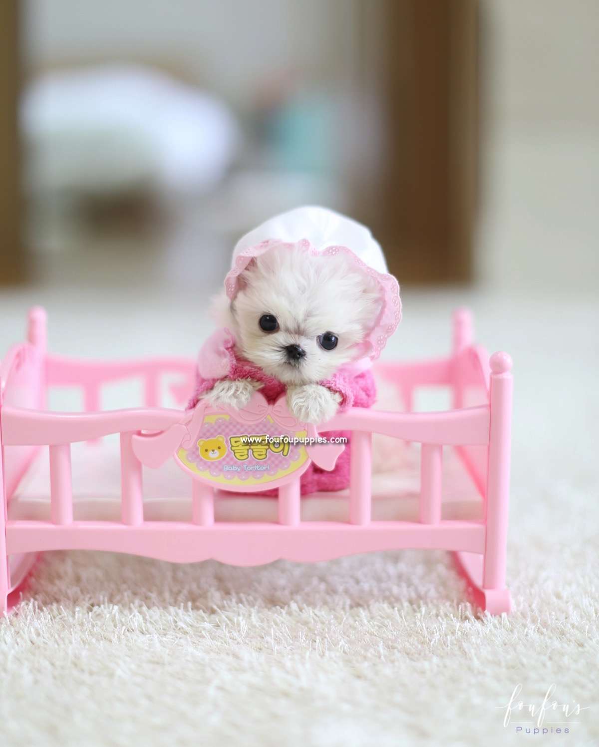 Moni - Maltese M.