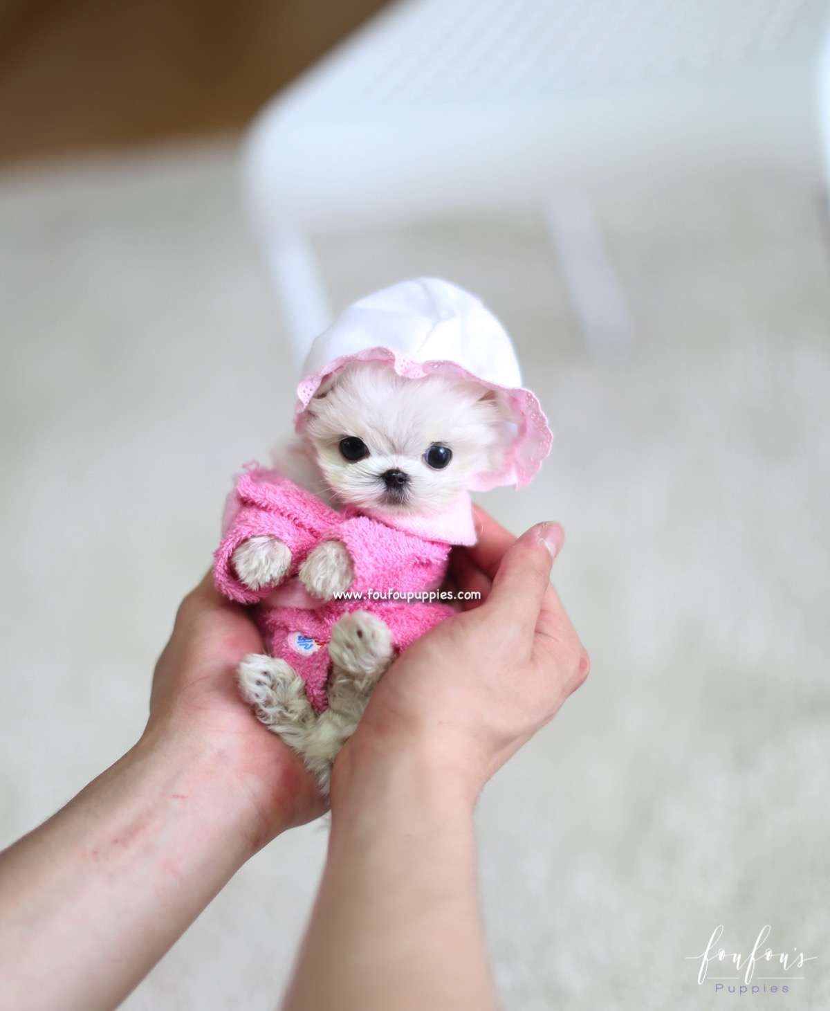 Moni - Maltese M.