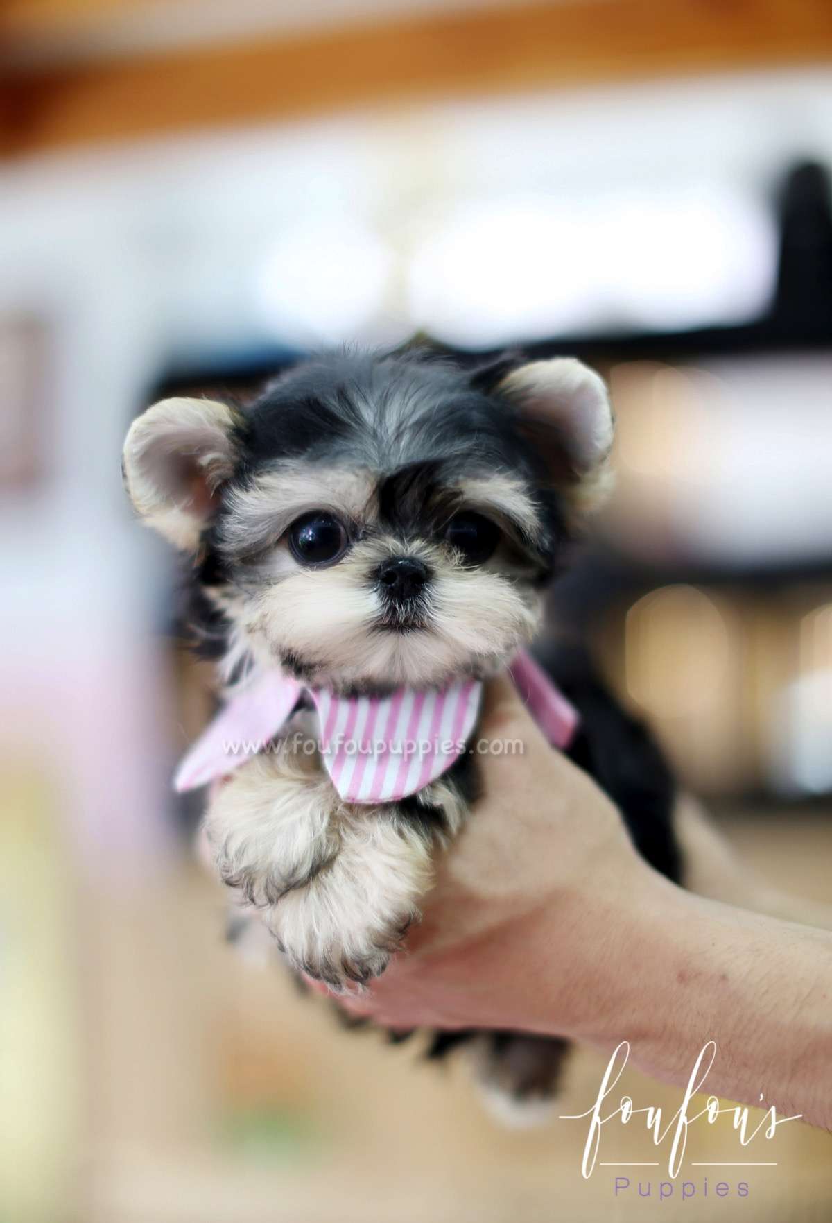 Didi - Morkie F.