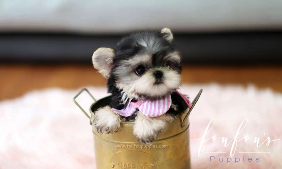 Didi - Morkie F.