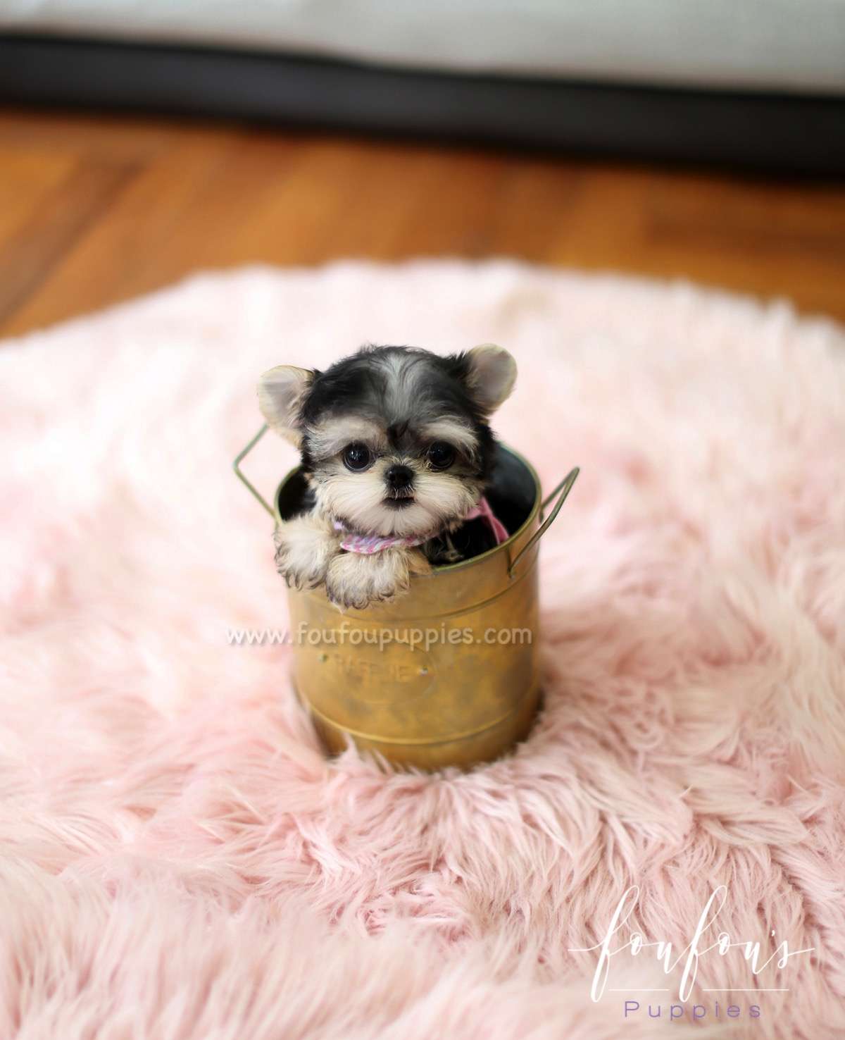 Didi - Morkie F.