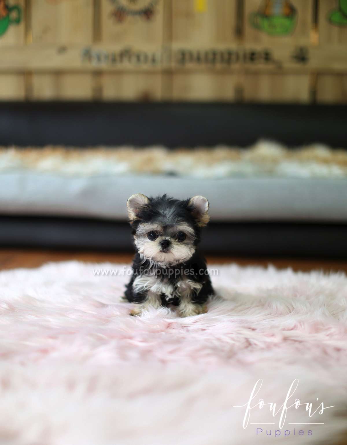 Didi - Morkie F.