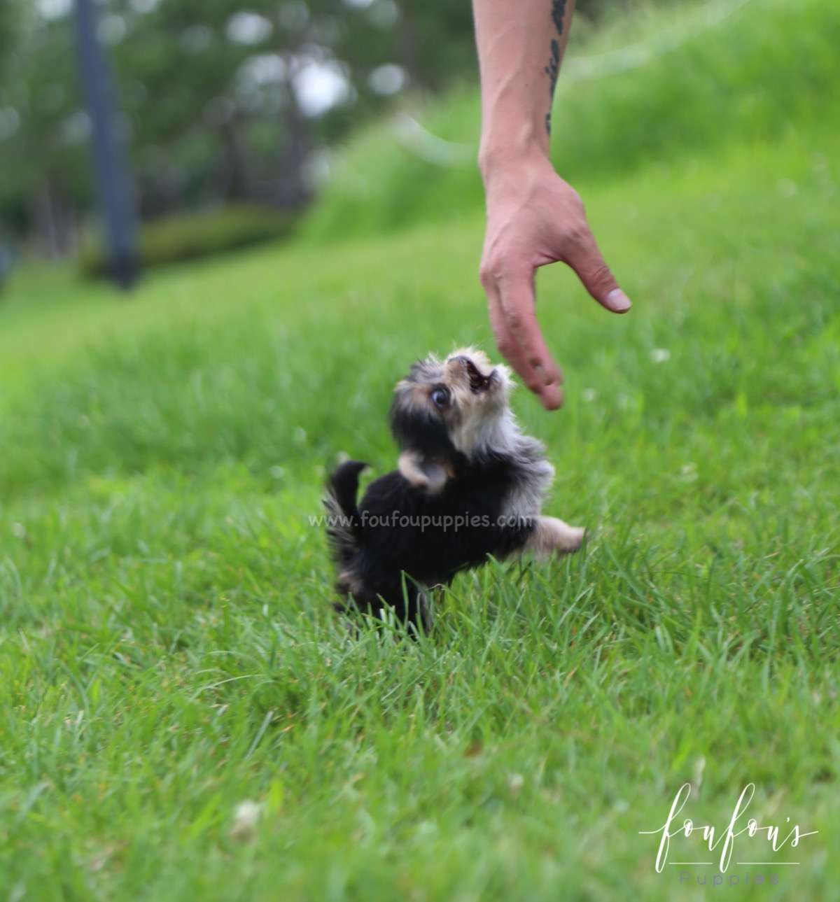 Stewart - Morkie M.
