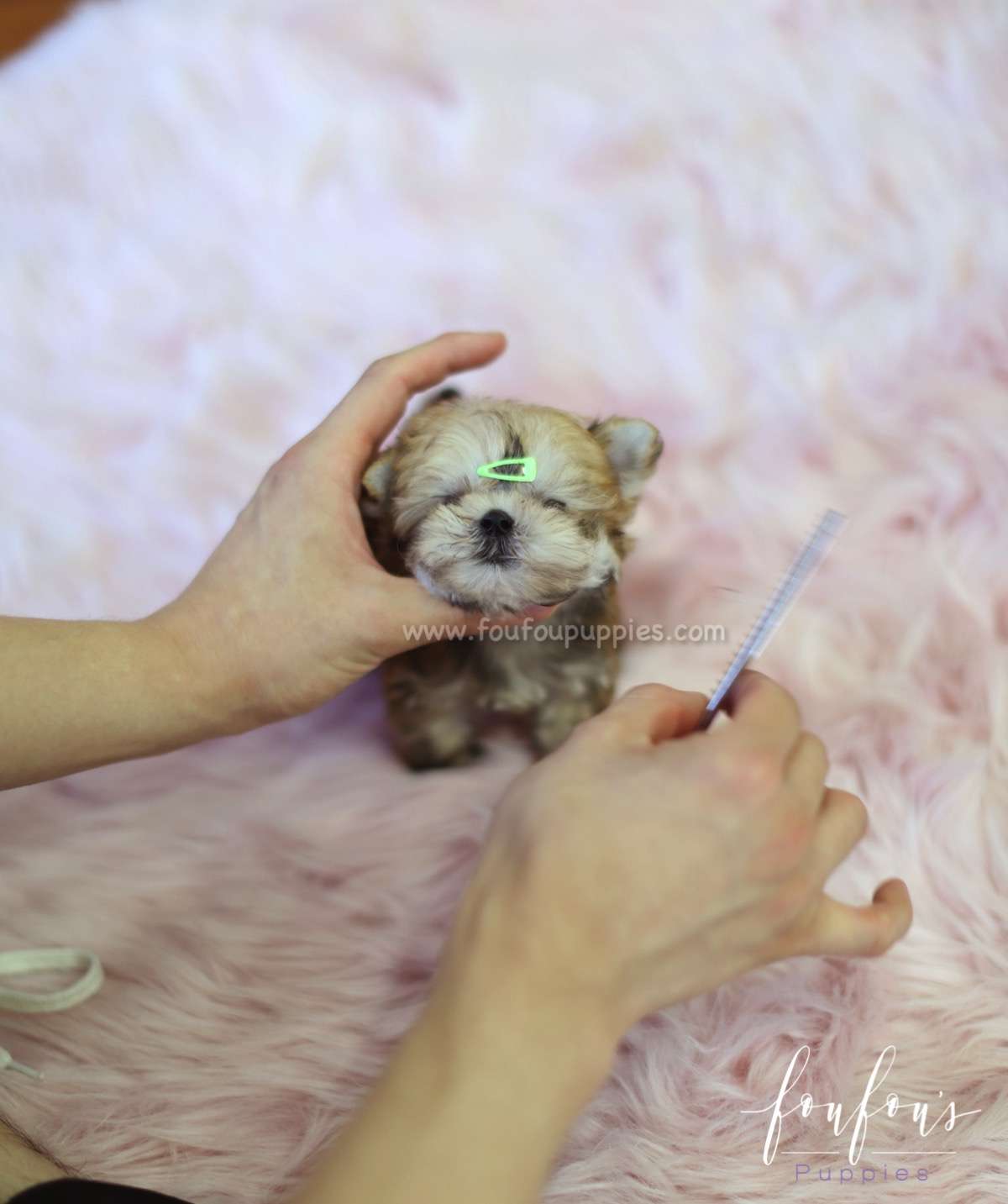 Stewie - Morkie M.