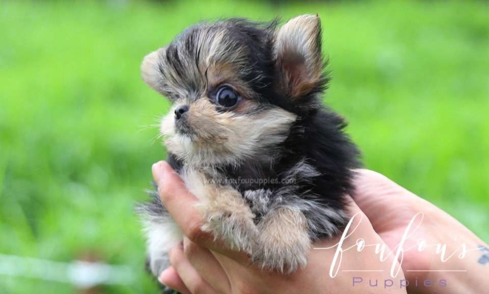 Stewart - Morkie M.