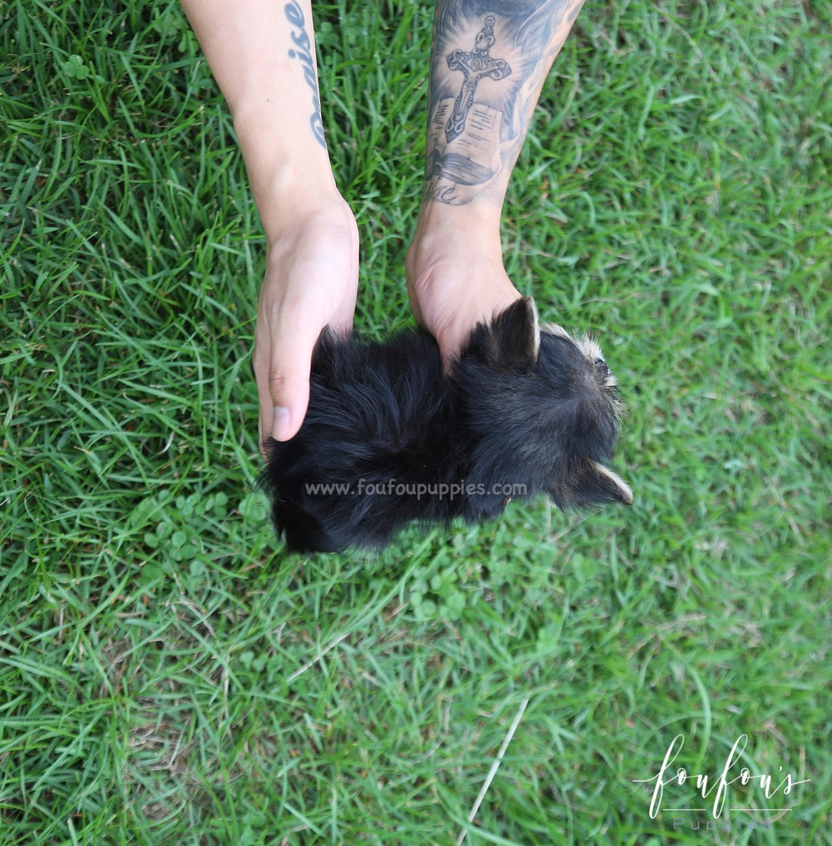 Stewart - Morkie M.
