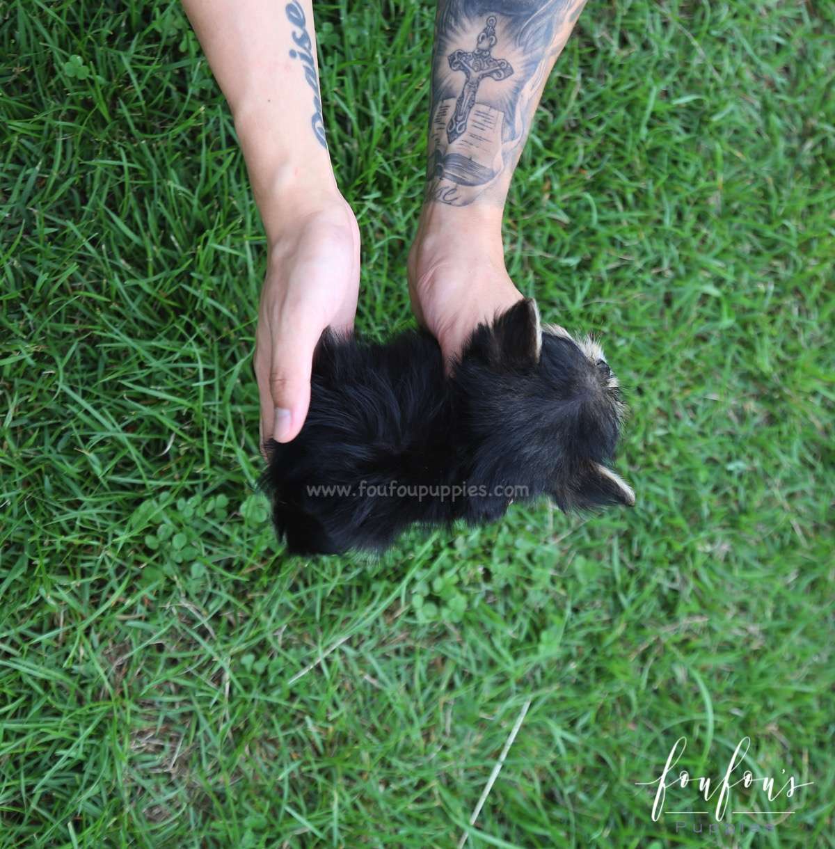 Stewart - Morkie M.
