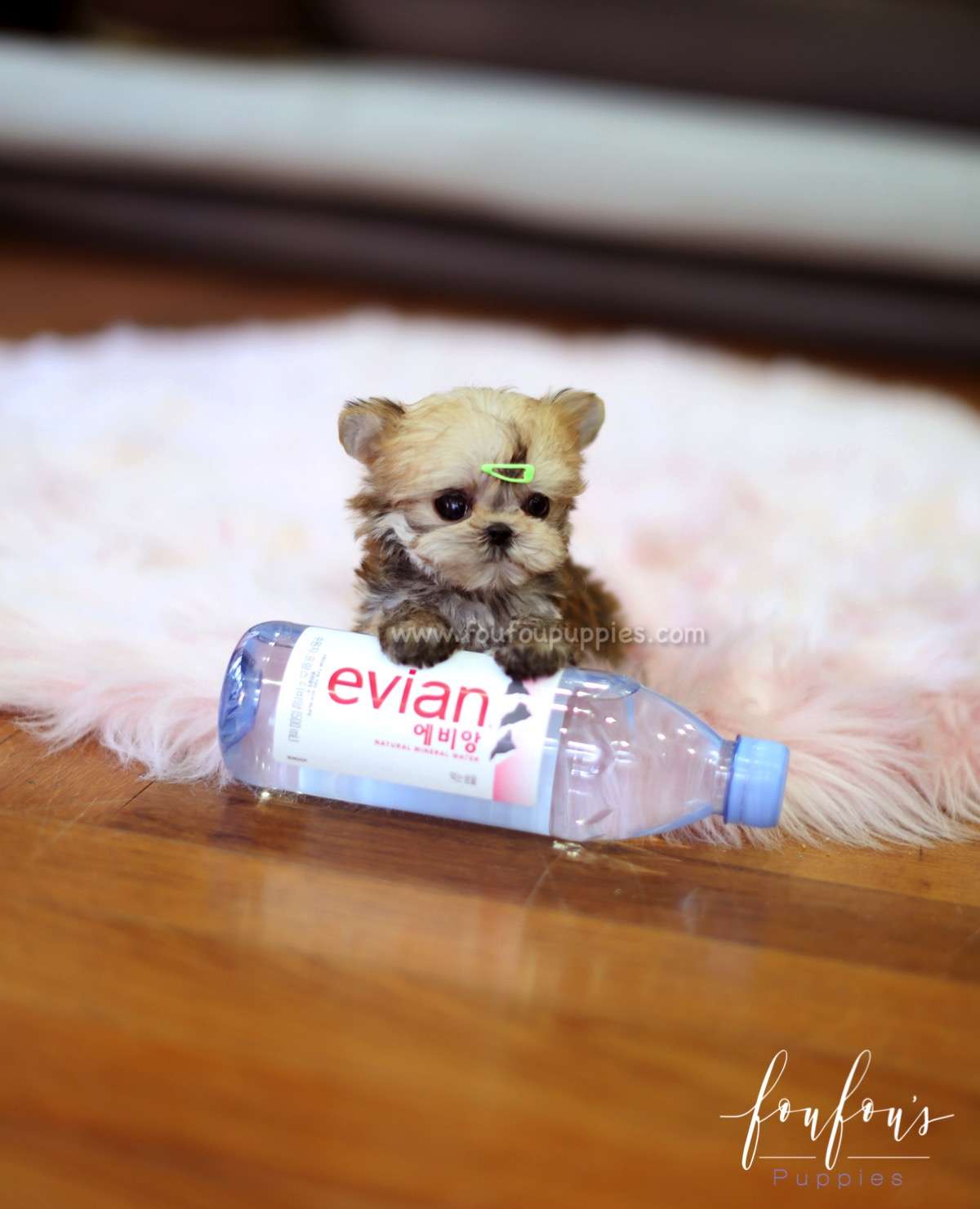 Stewie - Morkie M.